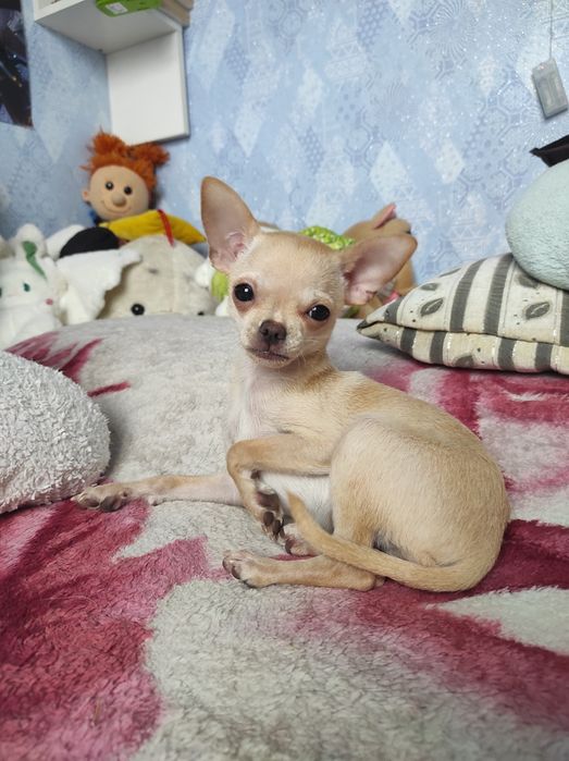 ЧУДО мини чихуашечка!!!