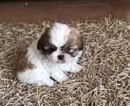 Shih tzu bicolor miniatura