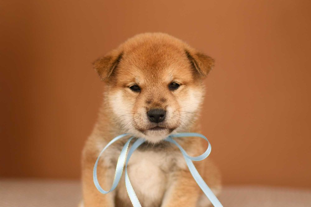 Безумно красивый мальчик сиба ину (shiba inu)