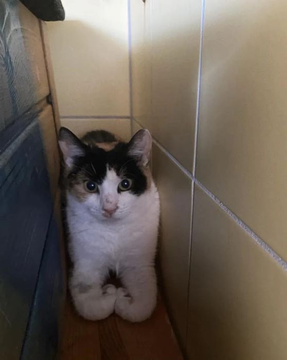 Kotka Malwa do adopcji!