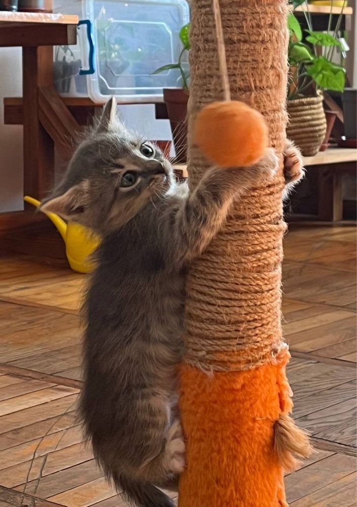 Кошенята безкоштовно