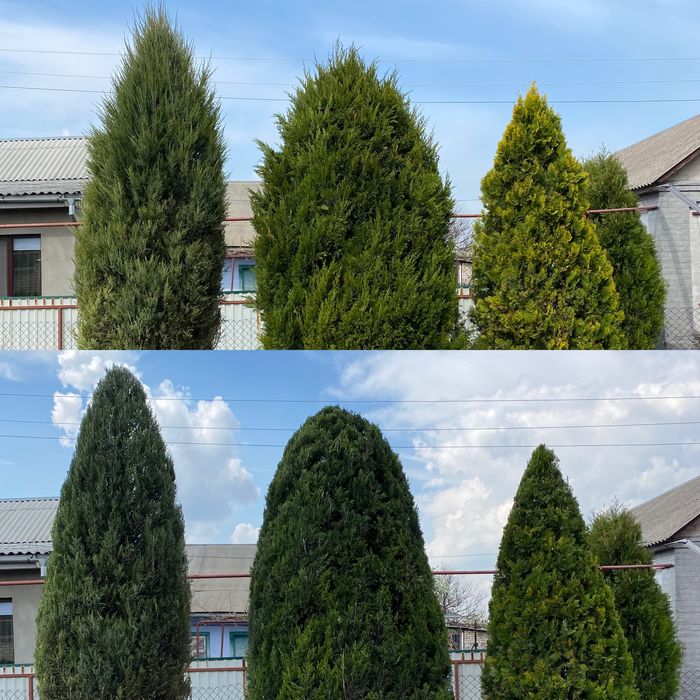 Посадка/Пересадка растений,Услги садовника,Подготовка участков к зиме