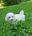 Maltipoo. Suczka.