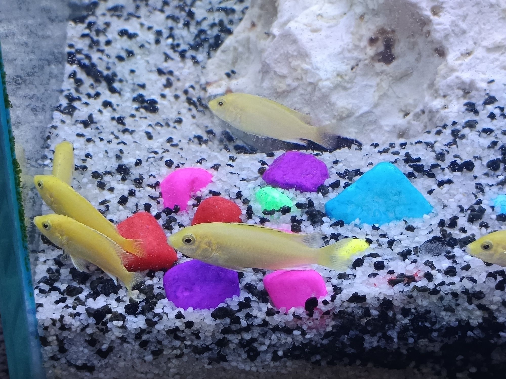 Labidochromis careuleus