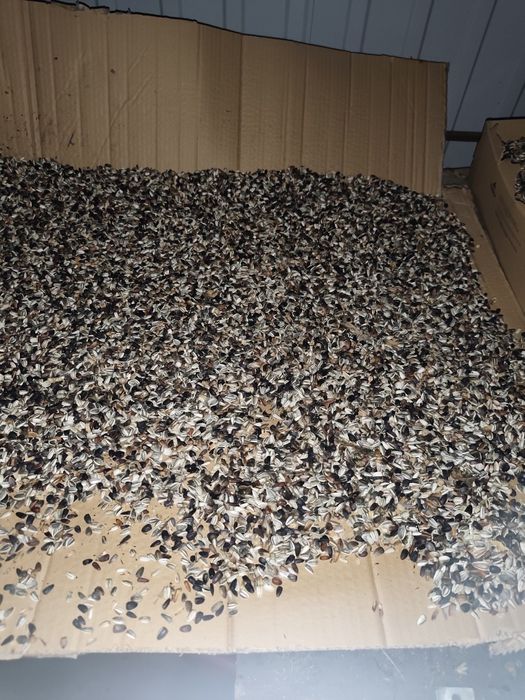 Słonecznik na kwiaty ,wielokolorowy. Idealny pod programy unijne.