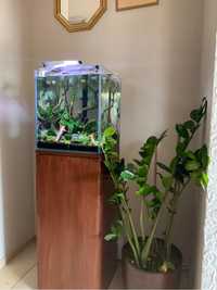 Akwarium optiwhite 50 litrów Aquael z szafką, ryby i rośliny w cenie