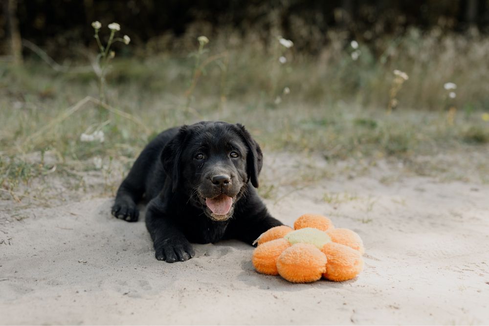 Labrador retriever-   Wyjątkowy Dior rodowód ZKWP/FCI