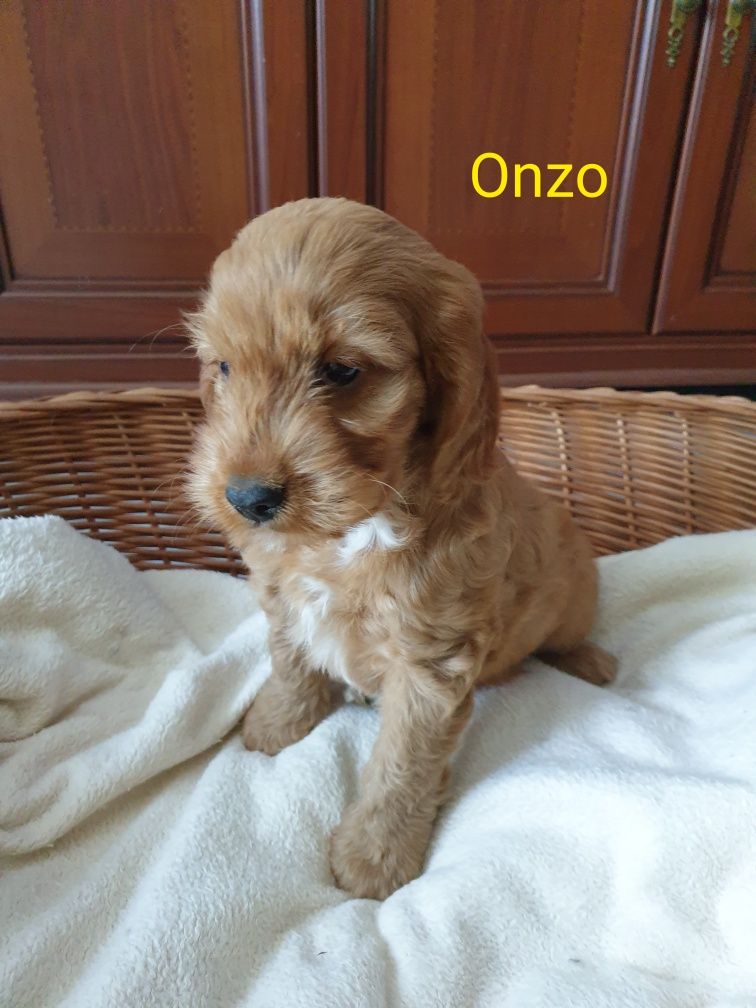 Cockapoo. Piesek Onzo.