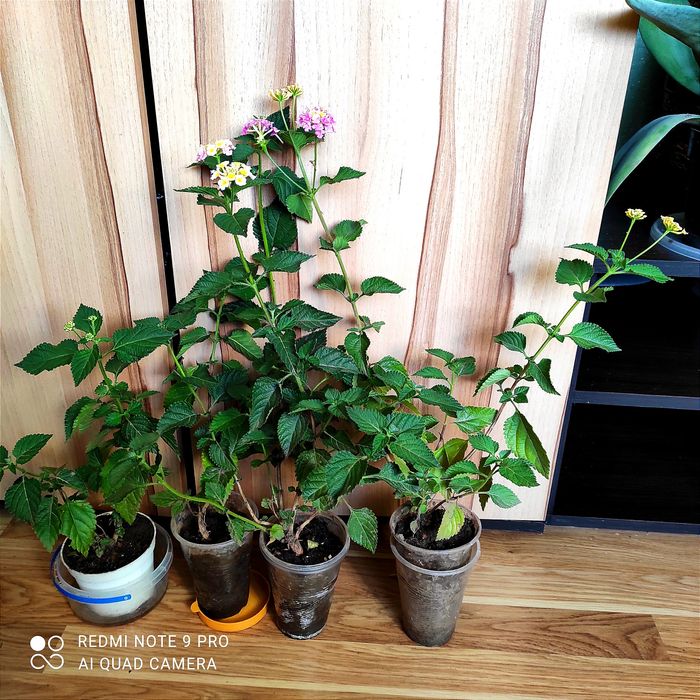 Лантани різних кольорів