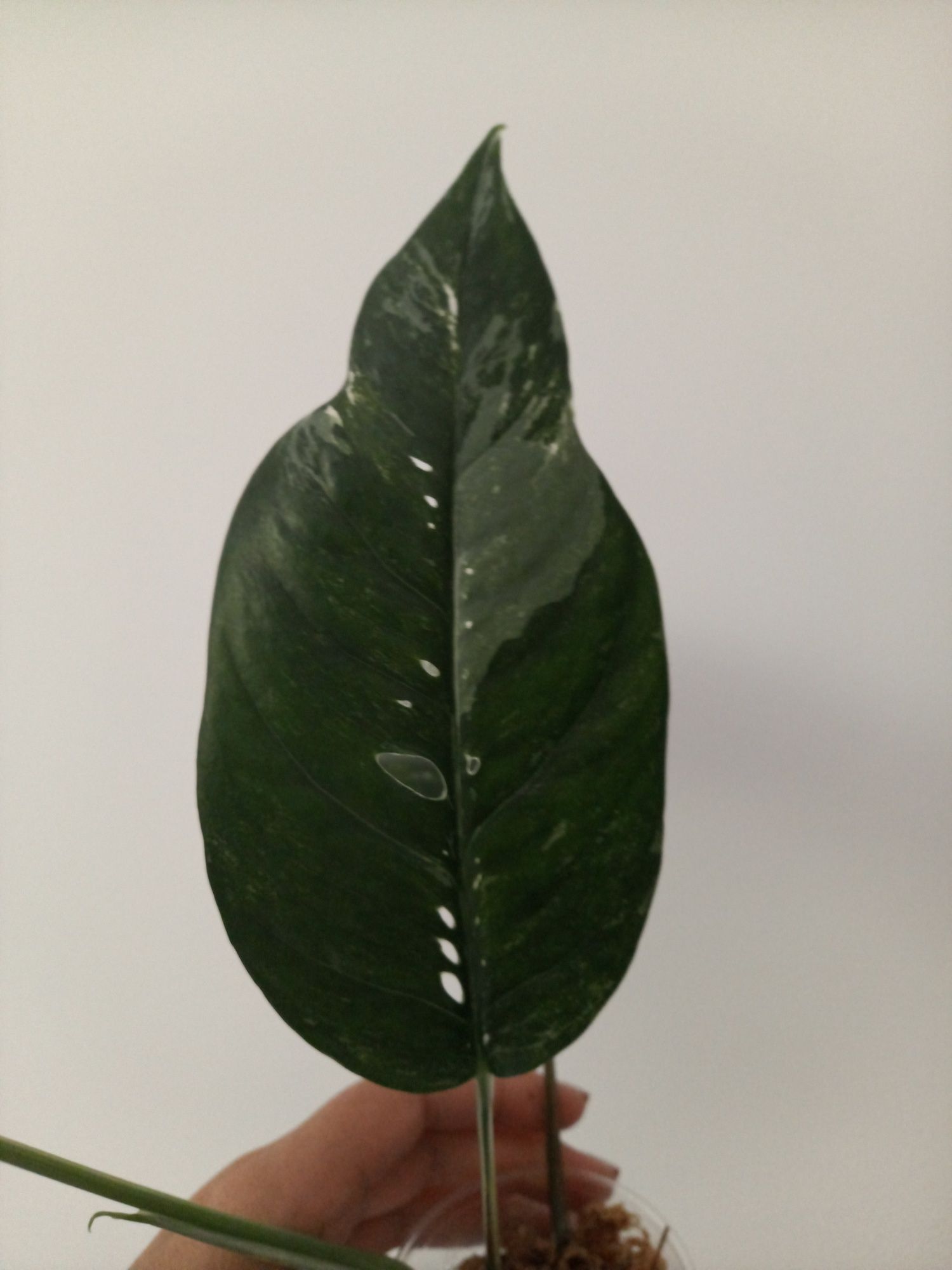 Epipremnum Pinnatum Variegata
