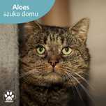Łagodny kocurek do adopcji! Poznajcie Aloesa!
