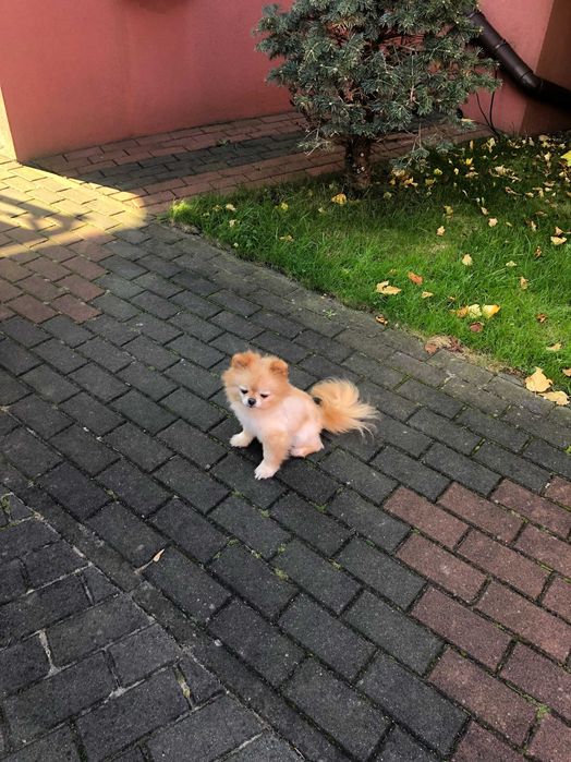 Szpic miniaturowy  pomeranian dorosla sunia