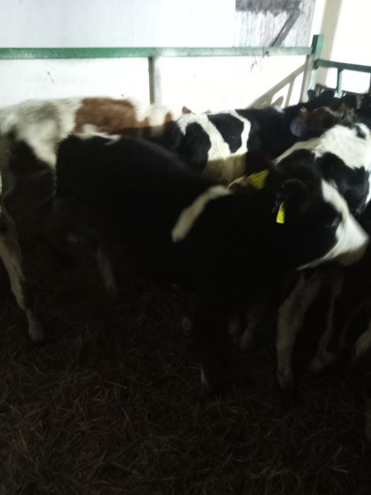 Sprzedam 14 zarlakow