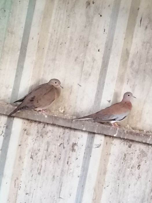 Rola Zenaida (casais)