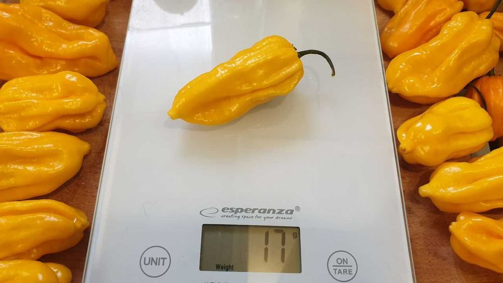 Продам насіння Habanero Yellow / Хабанеро Жовтий