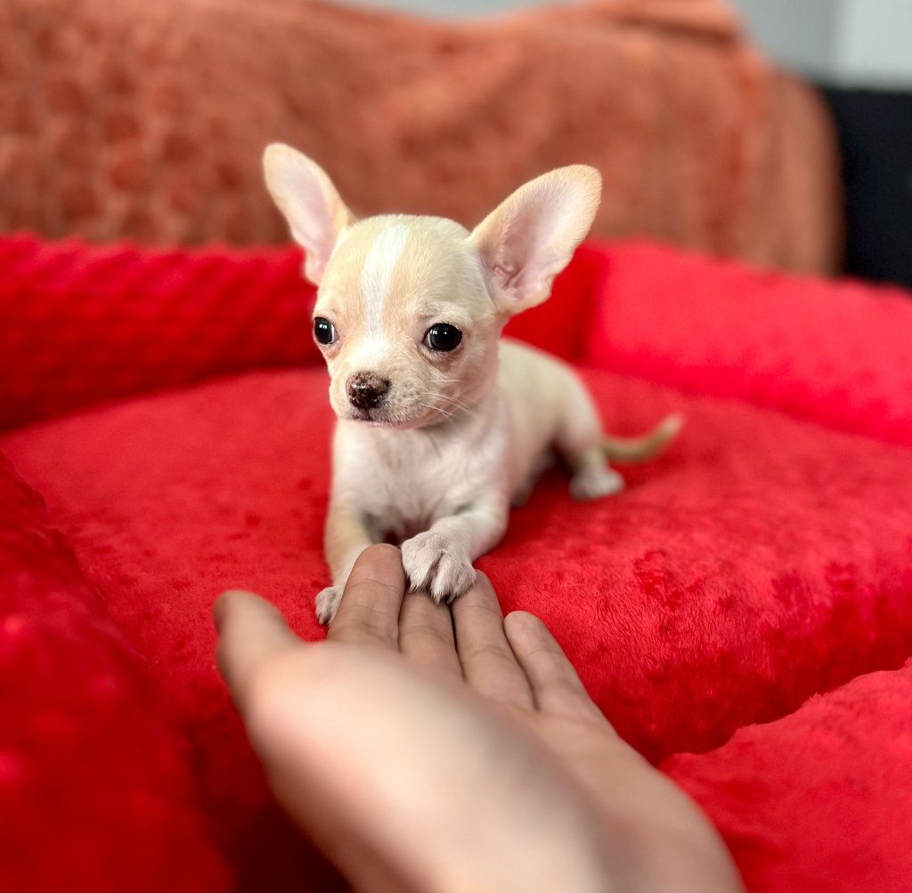 Chihuahua unikatowy mini piesek beżowy