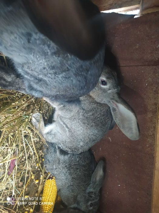 Продам кролів 4 мысяця