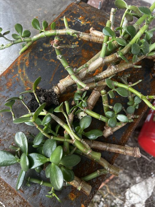 Толстянка , денежное дерево