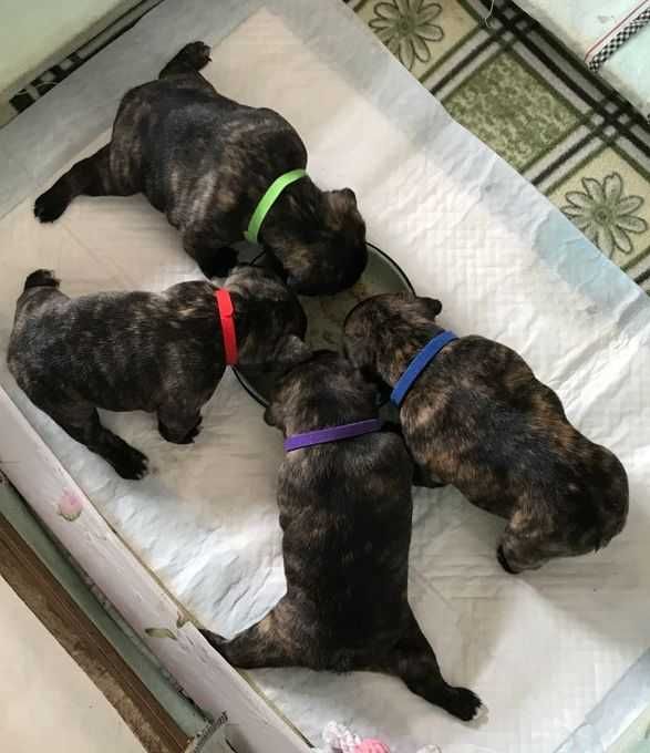 Ошейники - маркеры для новорожденных щенков, 15 шт. в упаковке