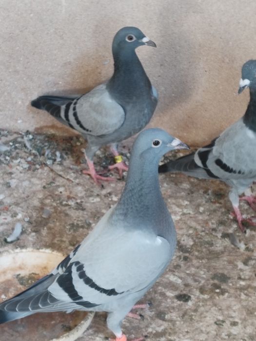 Gołębie pocztowe