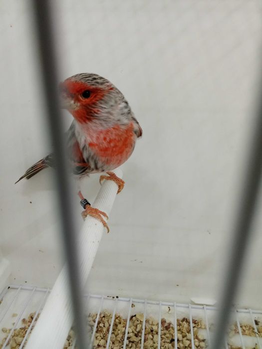 Canário ágata vermelho mosaico 2025