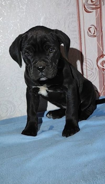 Кане-корсо. Дівчинка,Марфа,,