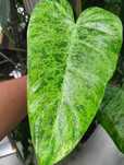 Philodendron whipple way mint szczyt idealnie wybarwiony