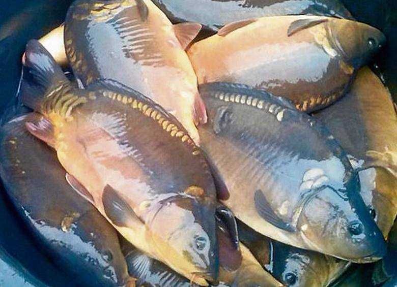 Karp handlowy świąteczny