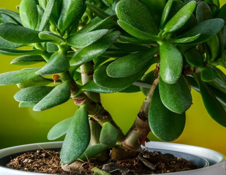 Крассула денежное дерево