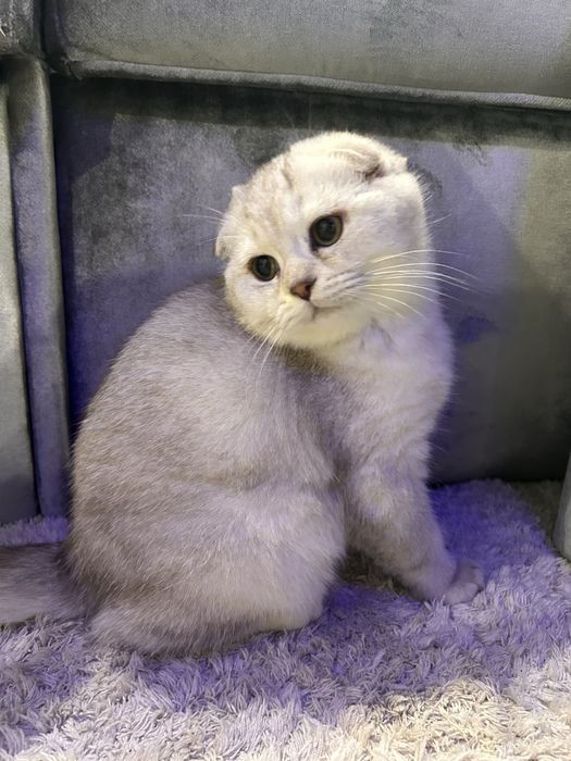 Котик британська короткошерста кошеня кіт