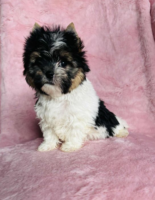 Cudna mini suczka yorkshire terrier biewer