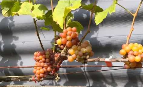 Саджанці сортів винограду для виготовлення вина