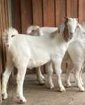 Cabrito Boer puro