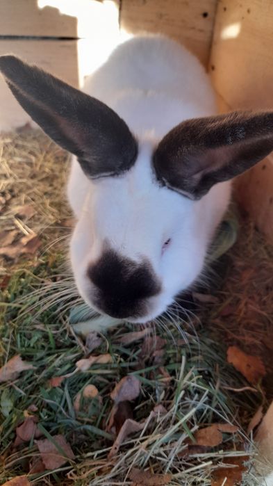 Domki do wynajęcia w  górach.