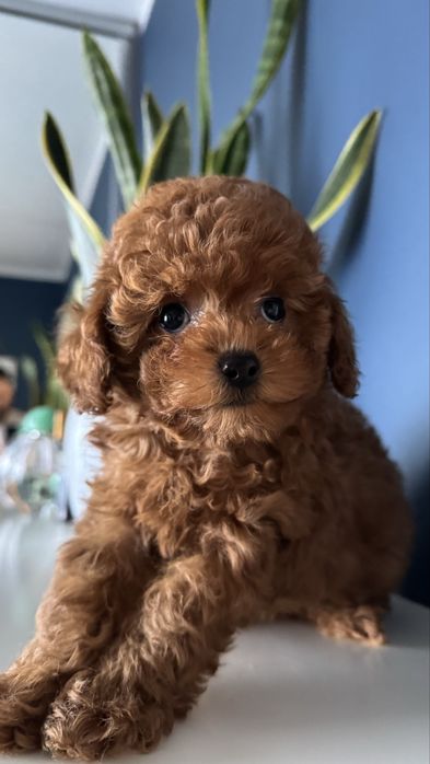 Pudel Red Toy Sunia z rodowodem FCI