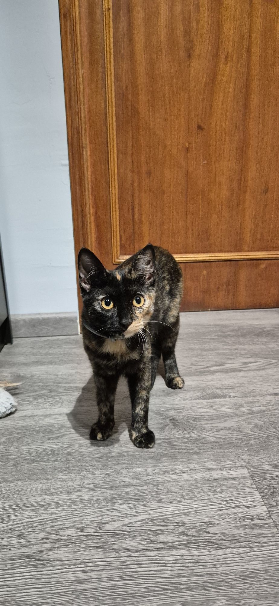 Dá-se gata com 5meses