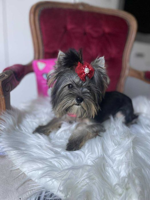 Yorkshire terrier miniaturka suczka Misia