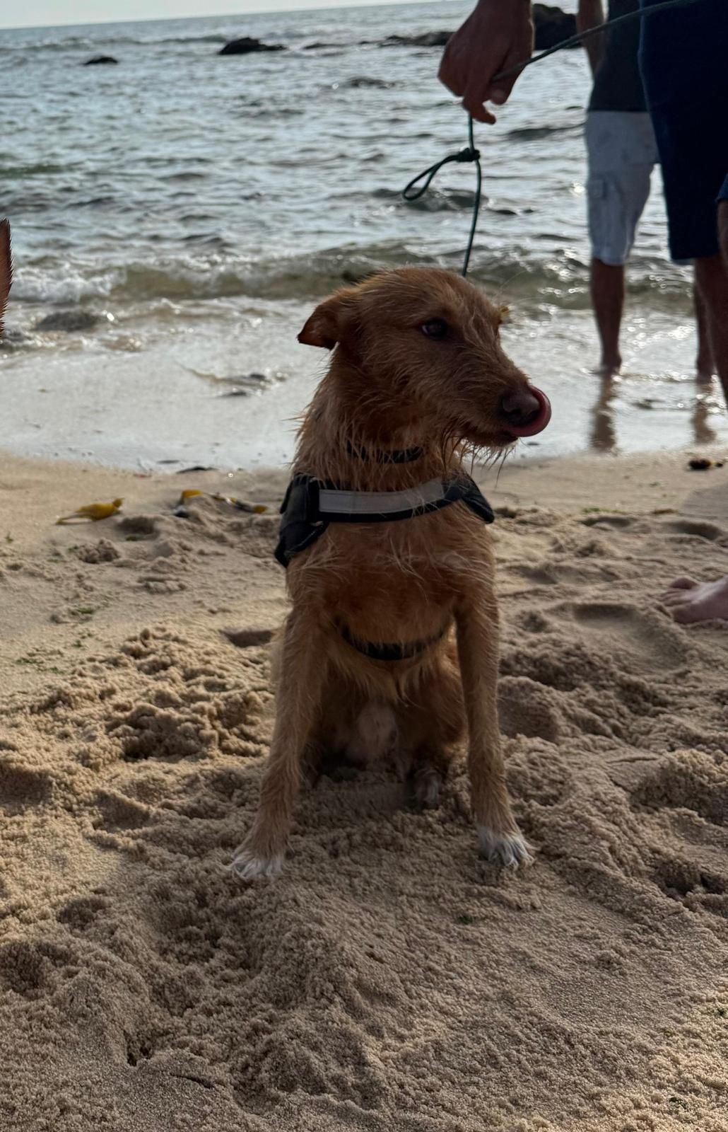 Cão Podengo para adoção