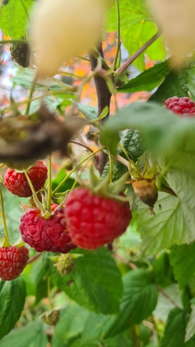 Sadzonka maliny Polana ! Odmiana powtarzająca owocowanie!