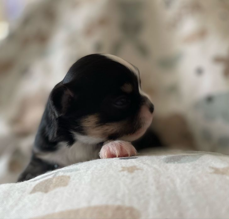 ***Śliczna sunia chihuahua ZKwP/FCI***