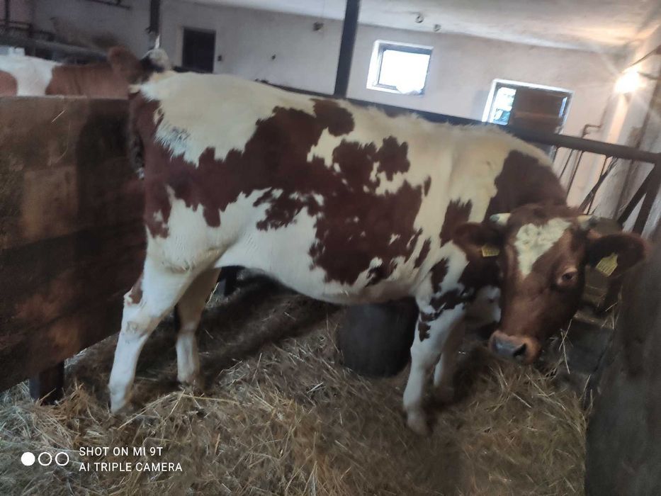 sprzedam cielną jałówkę