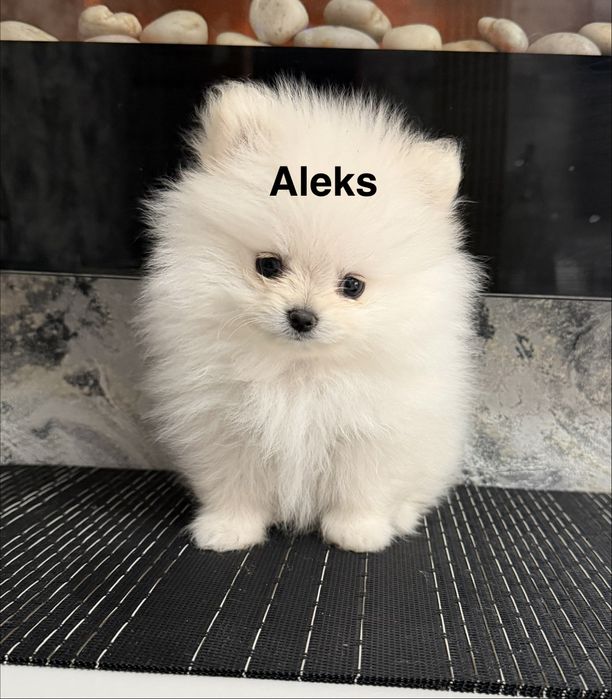 Szpic miniaturowy piesek