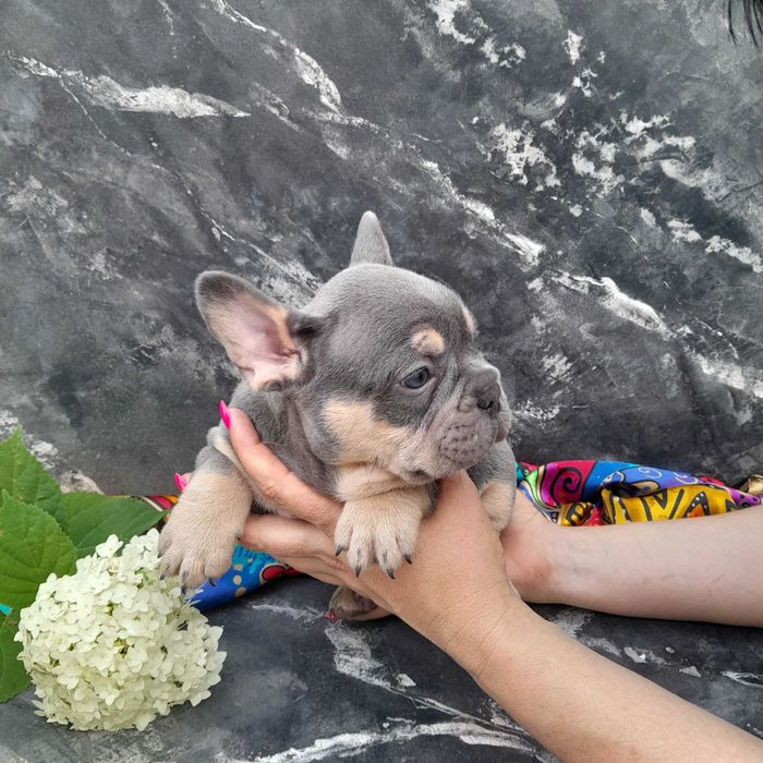 Чудовий хлопчик французького бульдога