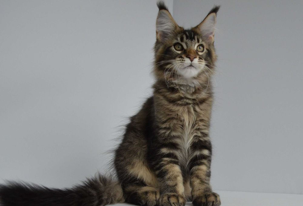 Мейн кун . Мальчик Нильс 3 мес.