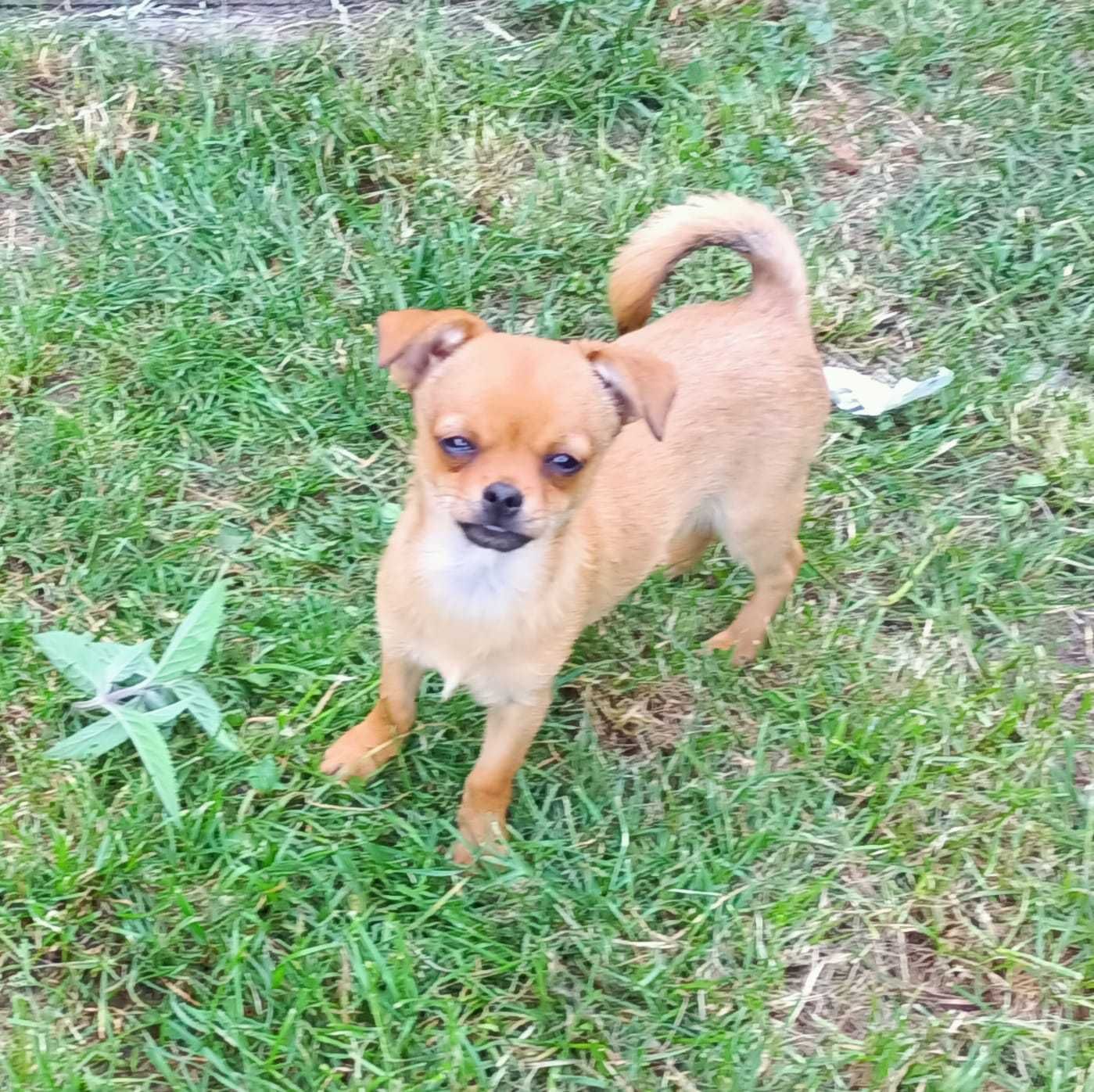 Chihuahua krótkowłosy odchowany śliczny piesek gotowy do odbioru!