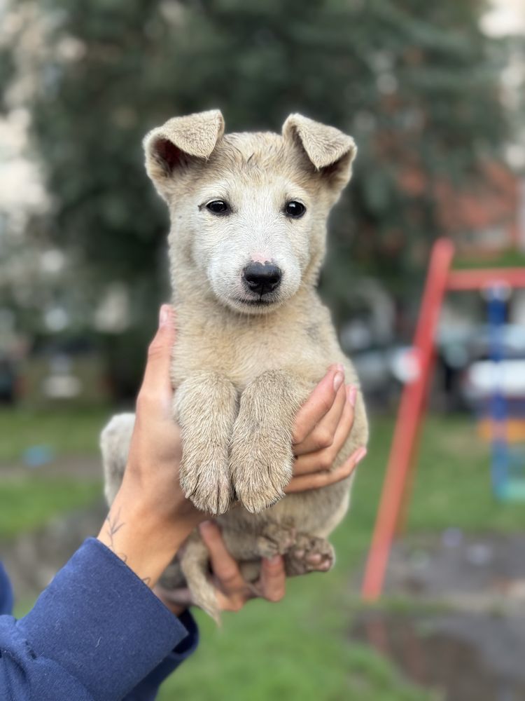 В добрі руки Безкоштовно