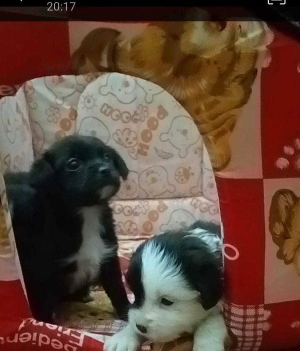 Cachorrinhas porte pequeno adoção responsável