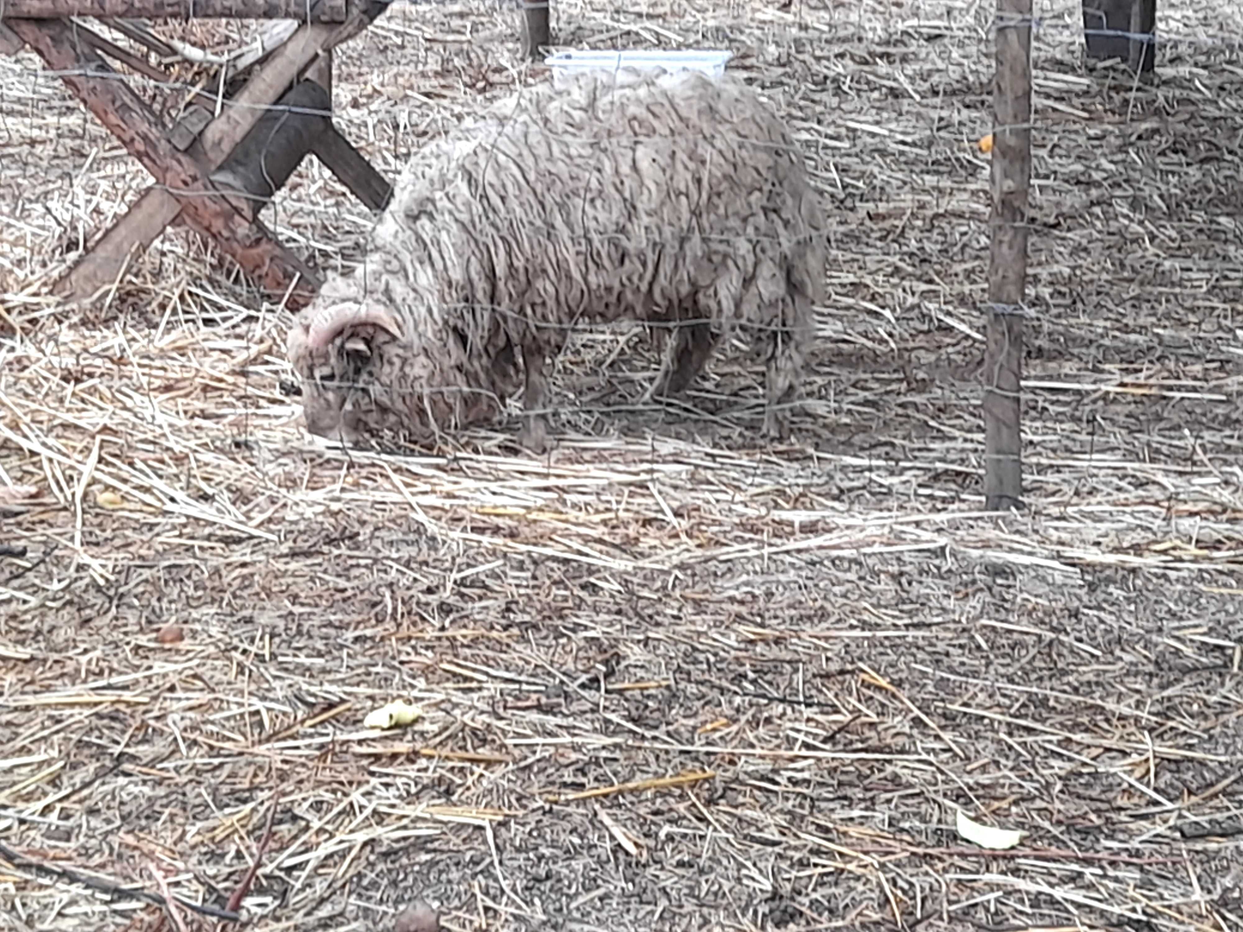 Borrego meiguinho