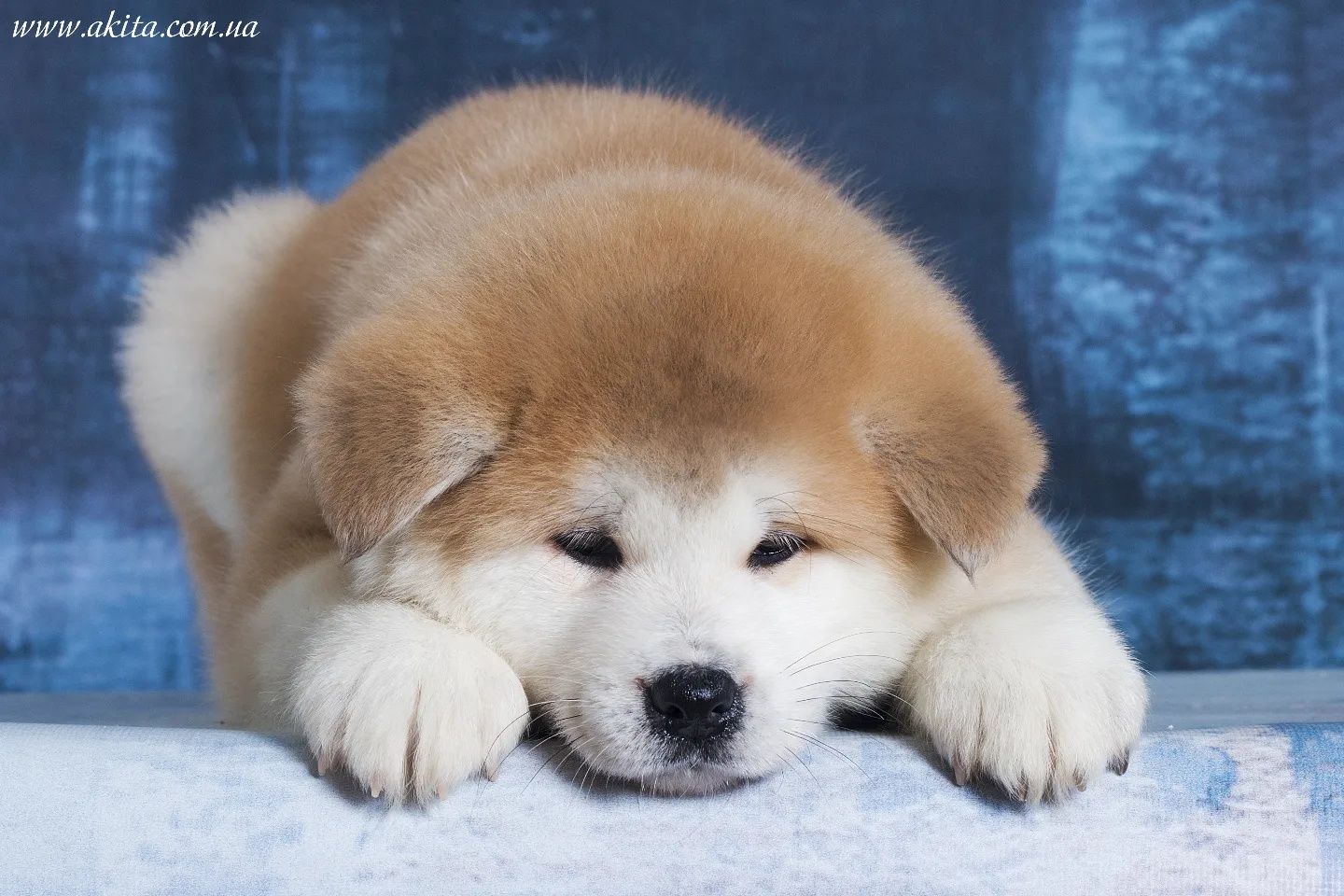 Akita, щенки акита ину, японская акита
