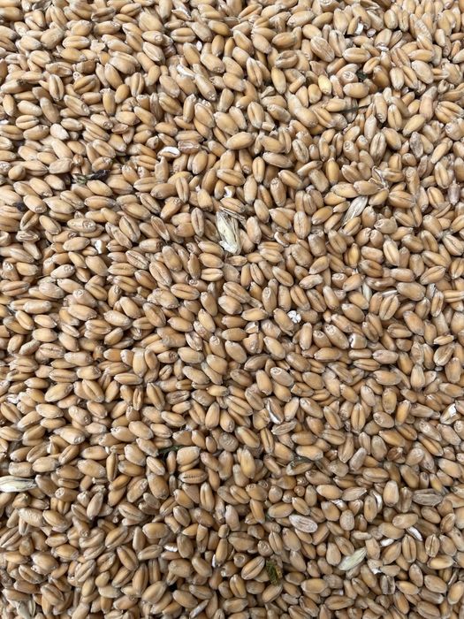 Продам зерно пшеницы и ячменя